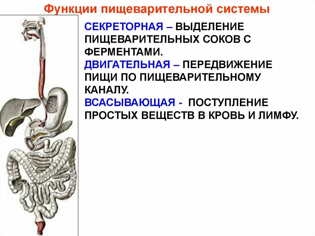 Железы участвующие в процессе пищеварения. Основные функции пищеварительного аппарата. Основные пищеварительные функции системы пищеварения. Секреторная функция пищеварительной системы. Назовите функции пищеварительной системы.