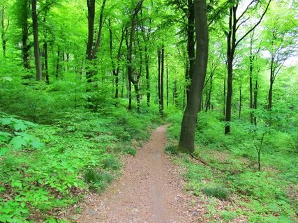 Forest video