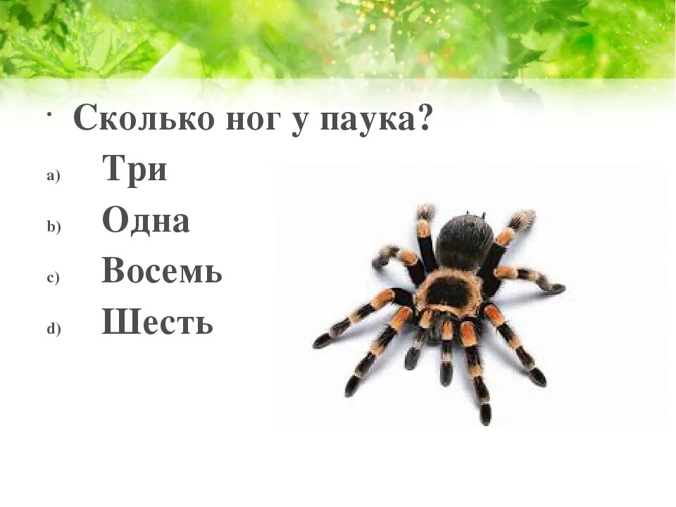 Сколько коне. Сколько ног у паука. сколько ног у пауков. у пауков 8 ног. сколько ног у паукообразных.