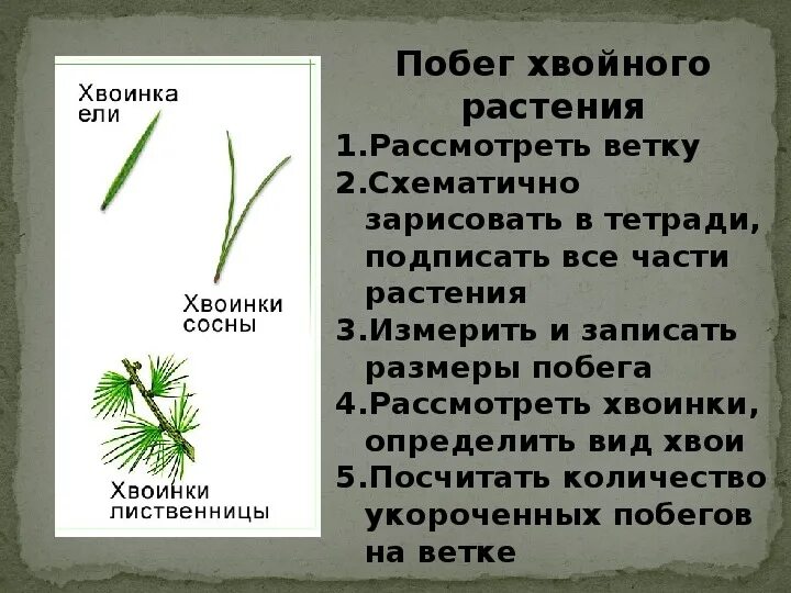 Внешнее строение растений 5 класс. Внешнее строение растений 5 класс