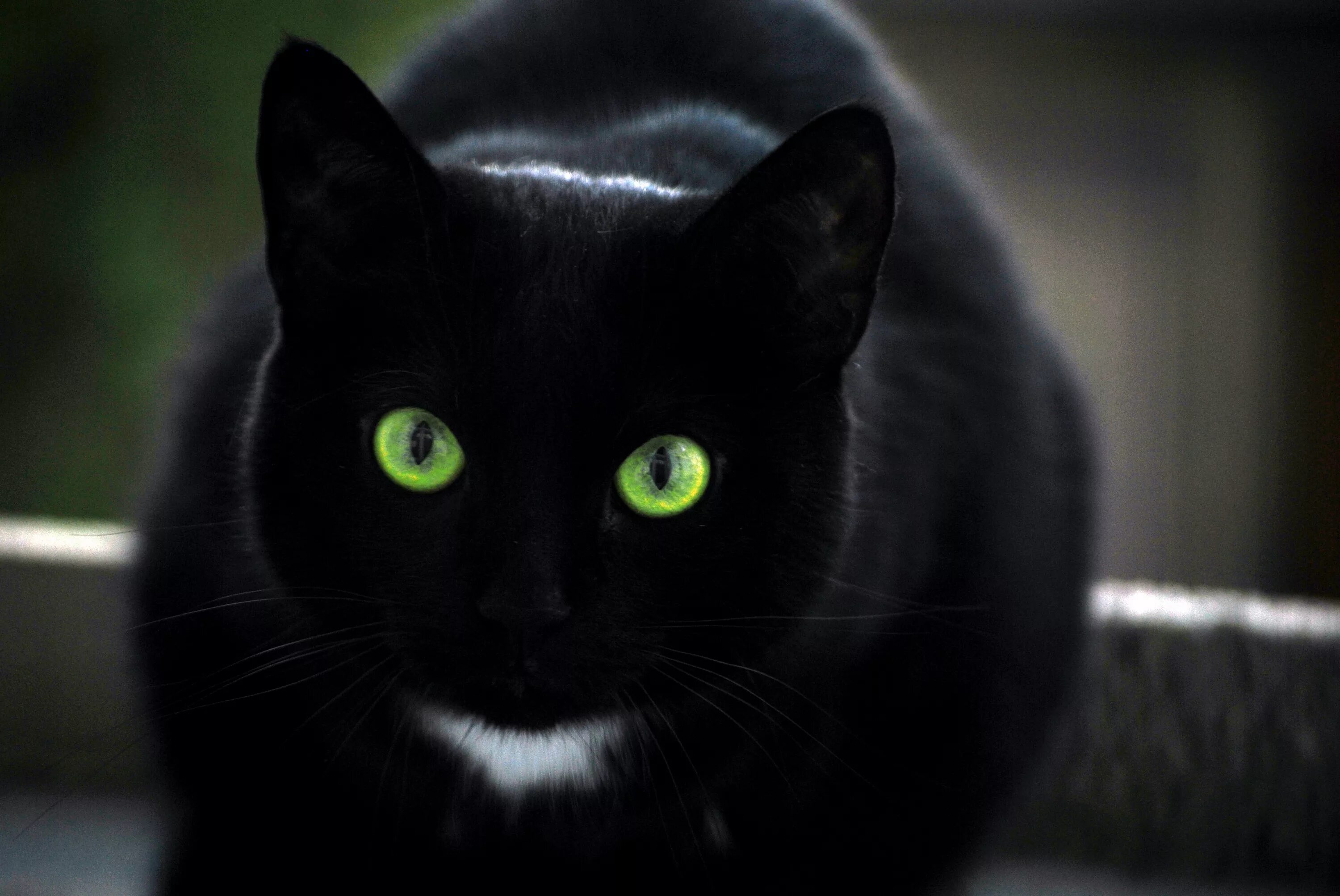Черные любой. Бомбейская кошка черно белая. Бомбейская кошка с зелеными глазами. Кошка порода Бомбейская чёрная зеленые глаза. Черная Бомбейская кошка с зелеными глазами.