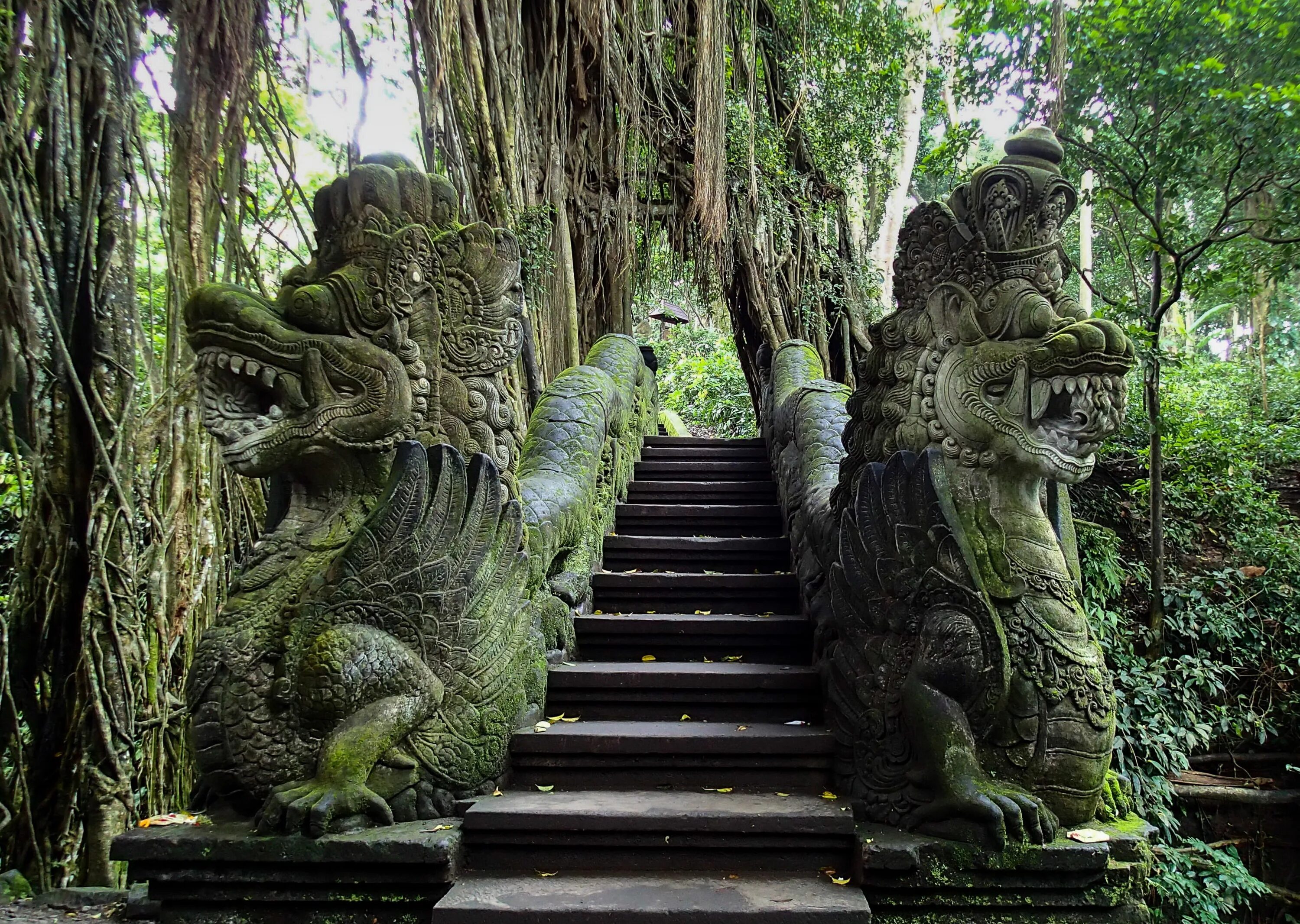 Лес обезьян Убуд. .Бали/лес обезьян Ubud/. Храм обезьян Бали. Парк Убуд лес обезьян. Джунгли новороссийск