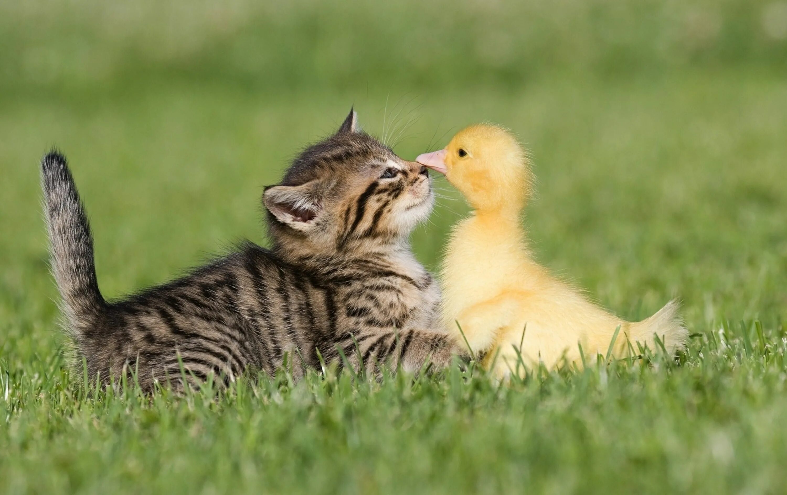 Dog-Ingo-Owl-Friends-Tanja-Brandt Unlikely animal friends, Animals beautiful, Un