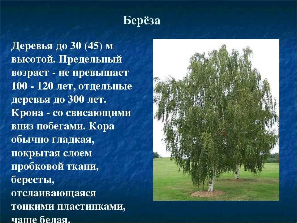 Деревья основные понятия