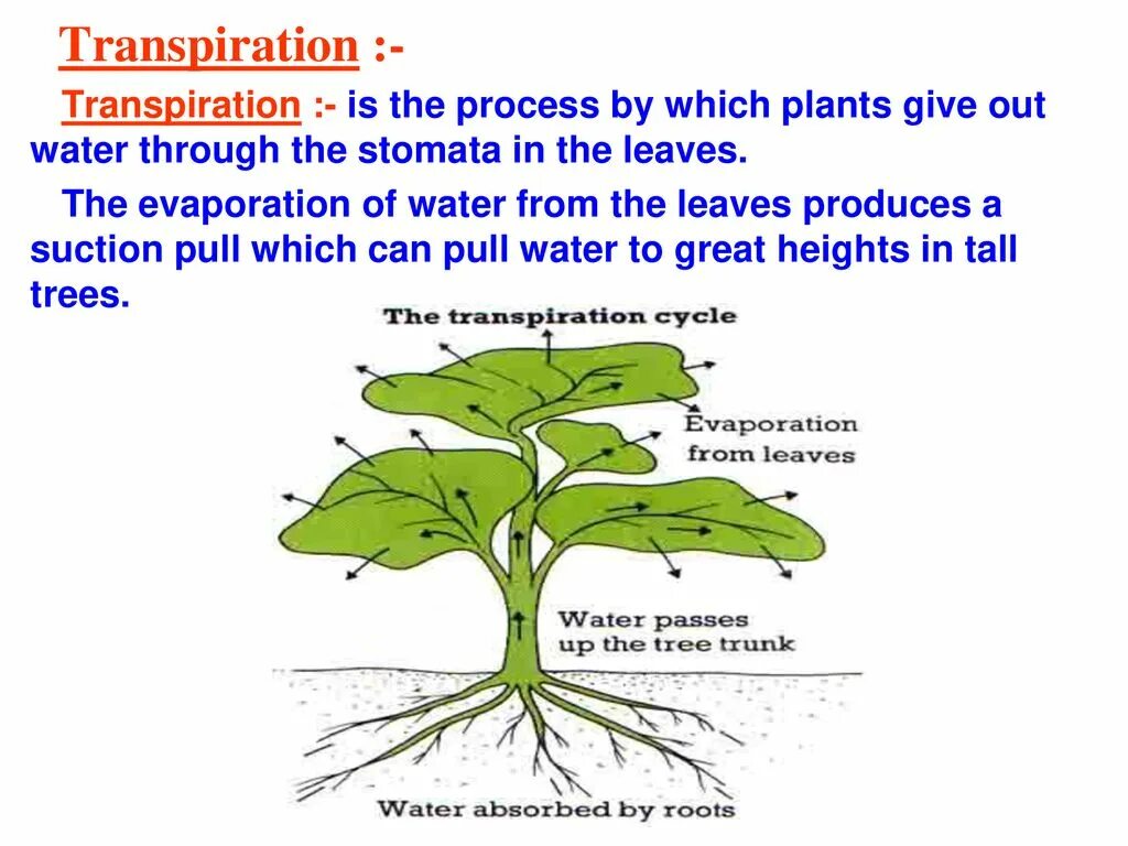 Процесс транспирации. Механизм транспирации. Транспирация у растений. Схема транспирации растений.