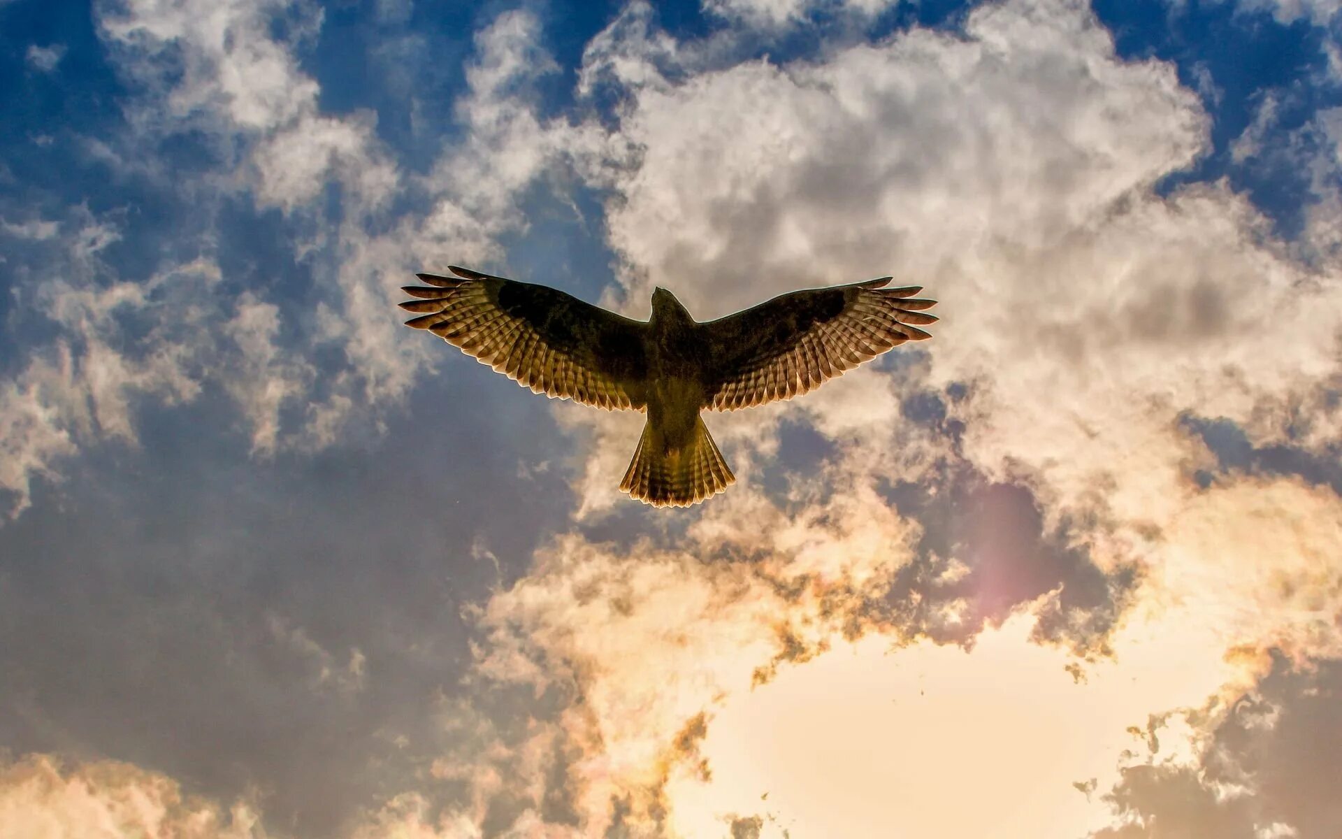 Орел в облаках 6 букв. Орёл царь неба 2014. Орел в полете вид снизу. Полет птицы. Орел в небе.