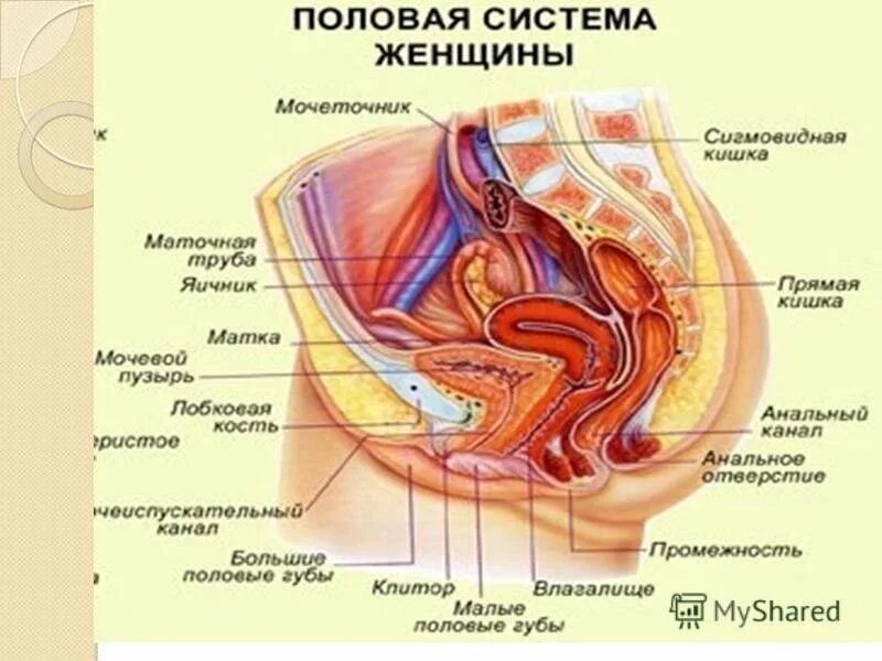Женская половая структура