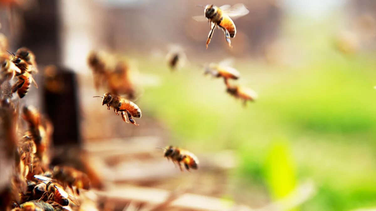 Убегаем пчел. Пчелы в природе. Много пчел. Пчелы летают. Рой пчел.