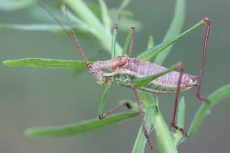 цикада горная. цикада певчая ареал. цикады 7 букв. цикада горная красная книга. цикады.