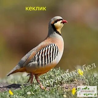 Продам кур утка кеклик фазан в томске