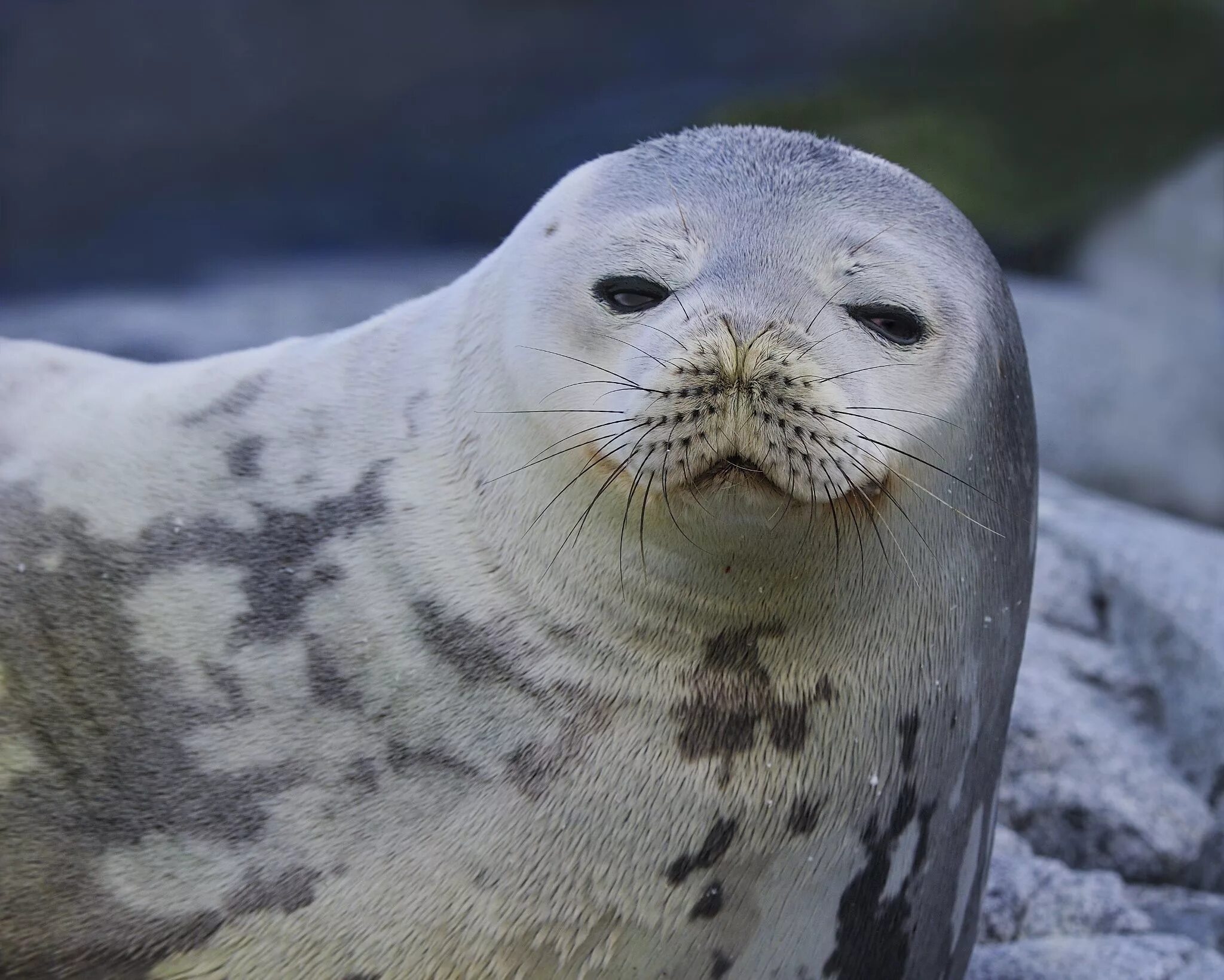 Seal&#039;s