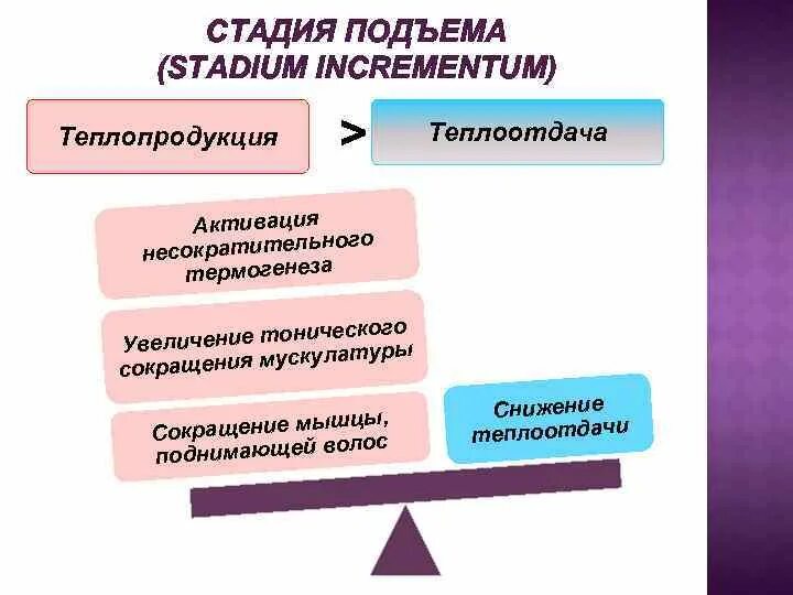 Баланс теплопродукции и теплоотдачи. Теплопродукция и теплоотдача. взаимосвязь теплопродукции и теплоотдачи. способы теплопродукции и теплоотдачи.