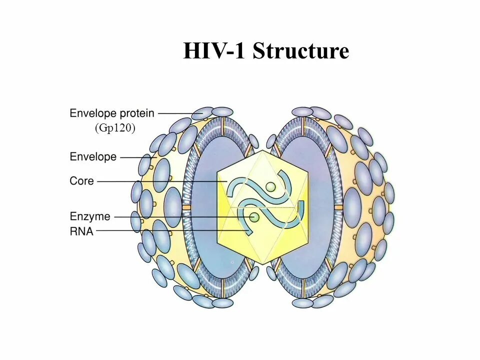 HIV-1. HIV structure. HIV Type 1 structure. RRE HIV 1 structure. Human immunodeficiency virus 1