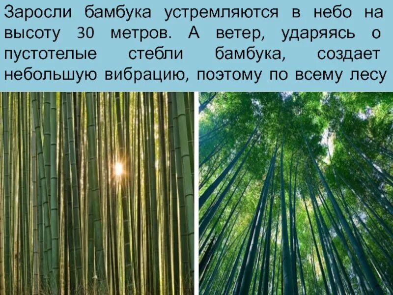 Высота бамбука. Бамбук растёт со скоростью. Насколько быстро растет бамбук. Рост бамбука за сутки