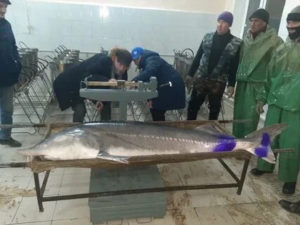 Ловили поймали