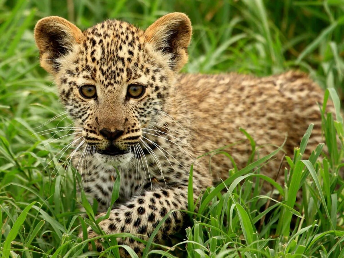 Леопардёнок. Красивые животные. Красивые Дикие животные. Удивительная красота животных. Дикие животные леопарды