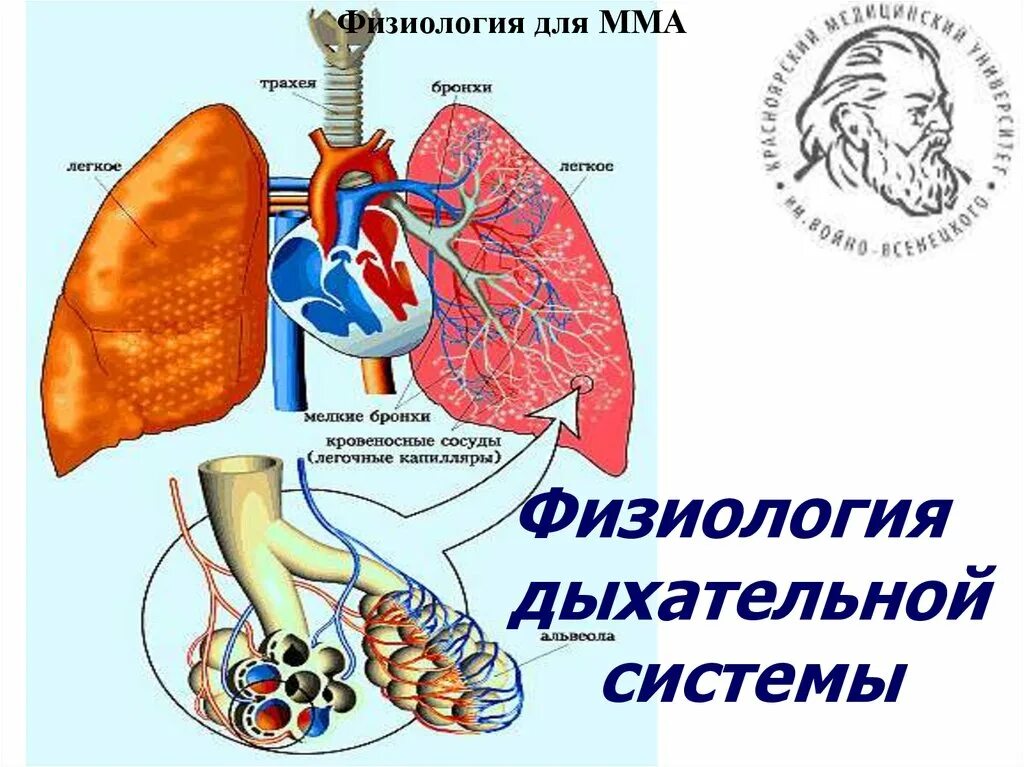 Центры управления сердечно сосудистой дыхательной и пищеварительной. Физиология дыхательной системы. Анатомия и физиология дыхательной системы. Физиология дыхания анатомия. Физиология дыхательной системы презентация.