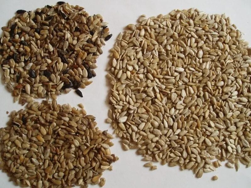 Пшеничный разбор. Сорная примесь зерна. Сорные семена в пшенице. Примеси в зерне. Зерновая примесь в зерне.