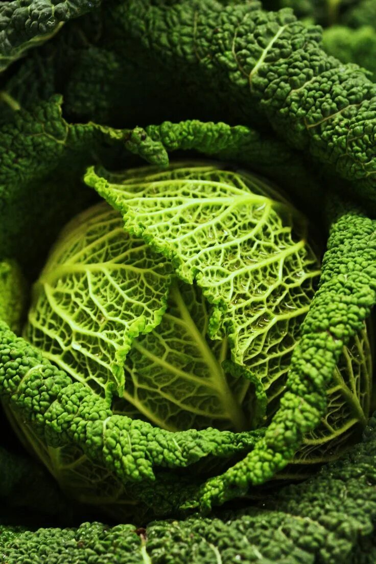 Капуста зеленая листовая. Крестоцветные брокколи. Капуста савойская вертю 1340. Зеленая капуста. Капуста савойская.