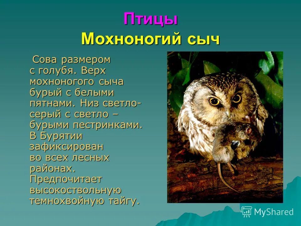 Растения и животные красной книги республики бурятия. Животные из красной книги бурятии. красная книга бурятии животных. красная книга бурятии растения и животные. птицы занесенные в красную книгу бурятии.