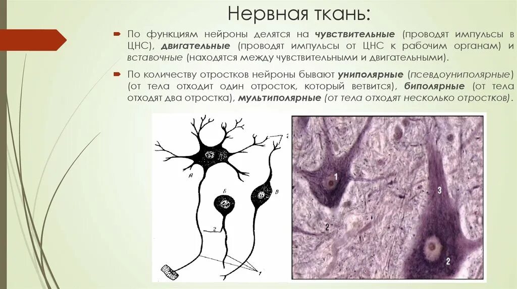 Нервная ткань. Расположение нейронов в нервной ткани. Нервная ткань Нейроны местонахождение. Местонахождение нервной ткани животных.