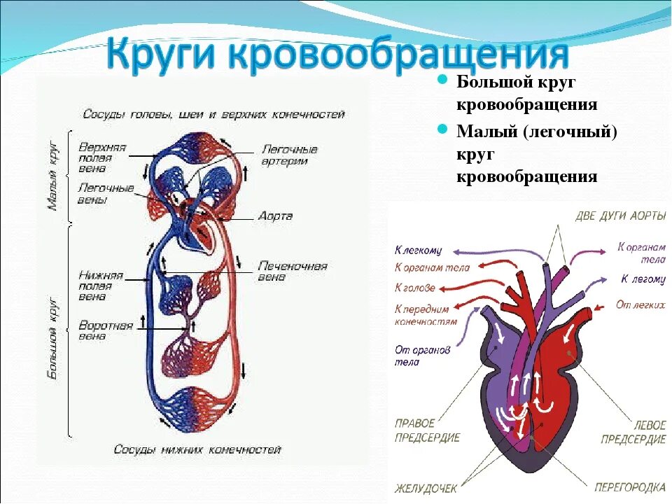 Схема большого и малого круга кровообращения у животных. Малый круг кровообращения у млекопитающих схема. Схема строения сердца и кровеносной системы млекопитающих. Малый круг кровообращения человека схема. Кровообращение конечностей птиц