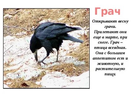 Предложение про грачей 1 класс