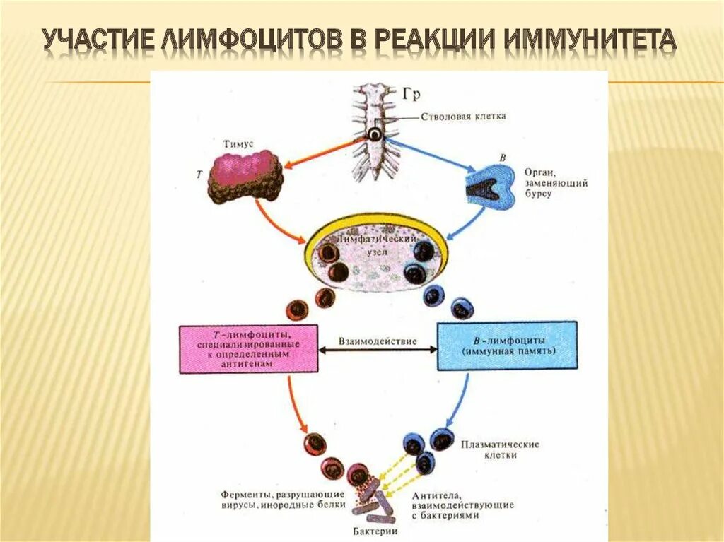 Селекция т лимфоцитов в тимусе. Путь циркуляции лимфоцитов. Эмиграция эффекторной т-клетки в ткань при вирусной инфекции. Эффекторные т клетки. Синтез антител т лимфоциты.