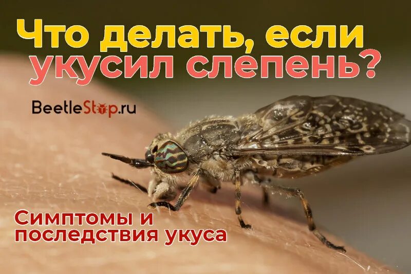 Опасен ли слепень для человека