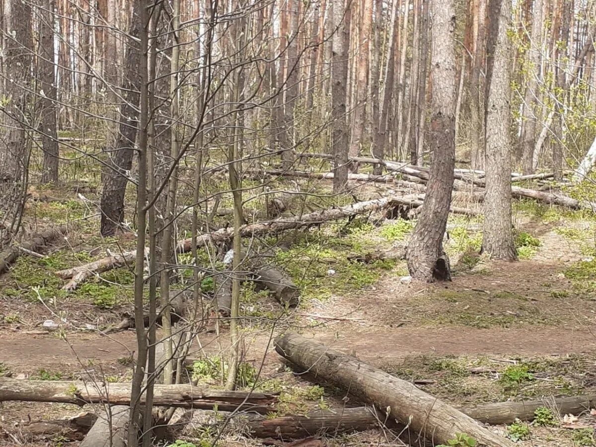 Другие сели в лесах. Парк Северный лес Воронеж. Северный лесопарк Воронеж. Сухое поваленное дерево. Цюрупы лес.