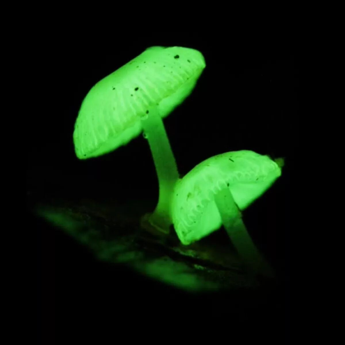 Грибы светятся в темноте. Мицена хлорофос. mycena chlorophos гриб. mycena luxaeterna. биолюминесцентные грибы мицена.