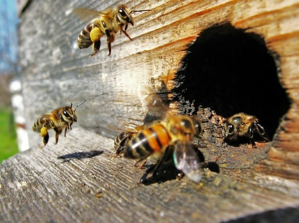 Пчелы в улье. Медоносная пчела улей. Шмелиный Рой. Домашние пчелы.