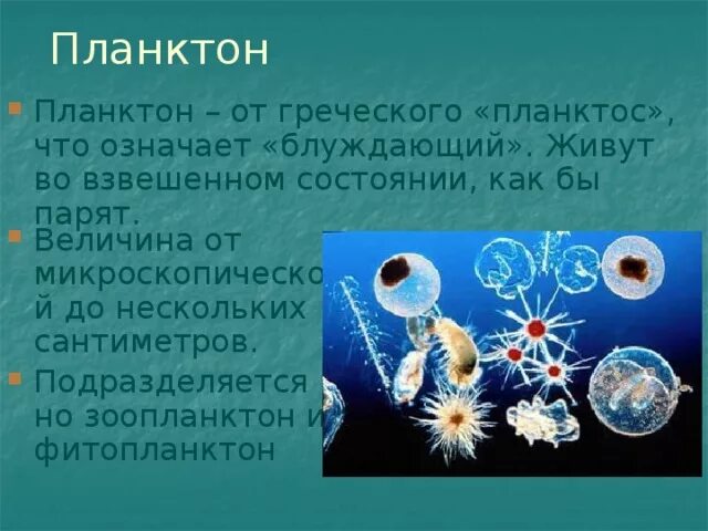 Представители планктона. Планктон презентация. Сообщение о планктоне. Планктон это в географии. В состав планктона входят