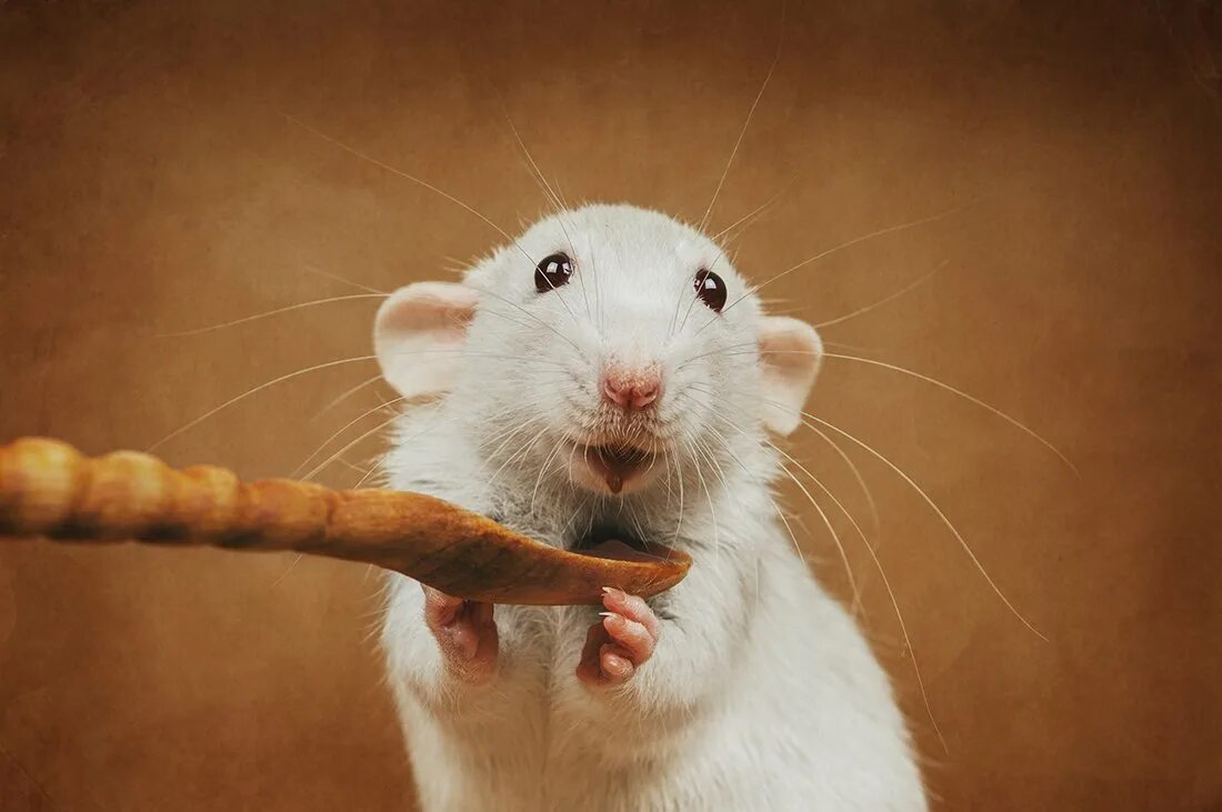 Мыши домашние животные. Милые крысы. Милая крыса. Белая мышь.