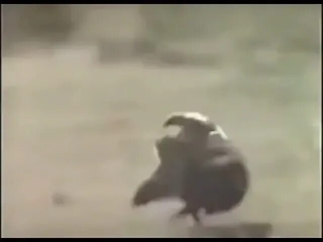Обезьяны на кабане видео. Обезьяна на кабане. свинья танцует украина.