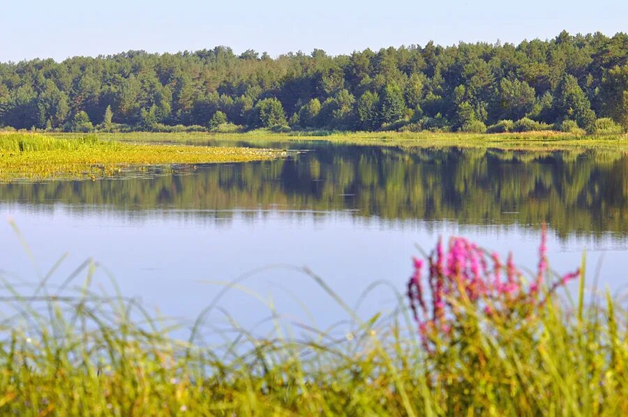 Зеленая гомельская область. Жлобинский район гомельской области. Зеленая гомельская область. Озеро березовое уфа. Речицкий район гомельской.