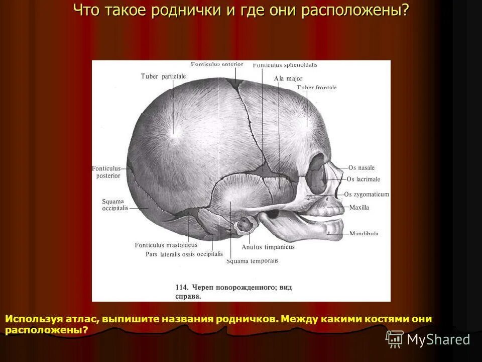 Что такое родничок. Темя у взрослого человека. Темечко у человека. Темечко на голове у взрослого человека.