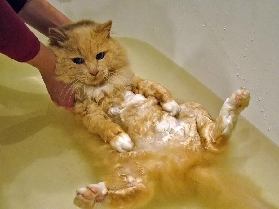 Как часто можно мыть кота. Кот купается. мытье кошки. кот купается в ванной. котик моется.