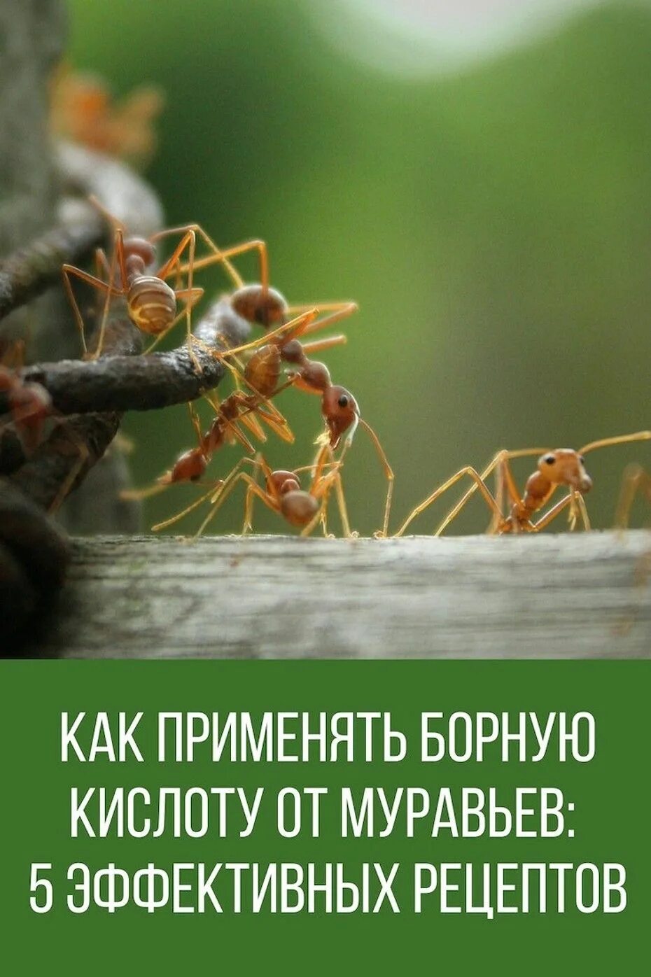 Как развести борную кислоту от муравьев. Борная кислота от муравьев. борьба с муравьями на садовом участке борной кислотой. борная кислота для муравьев. борная кислота и муравьи.