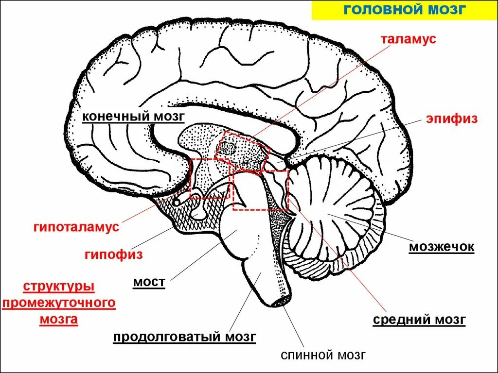 Продолговатый мозг строение отдела. Головной мозг продолговатый средний задний промежуточный. Продолговатый мозг,мост,средний мозг, мозжечок,промежуточный. Строение мозга мозжечок мост. Схема головной мозг продолговатый мозг мост мозжечок.