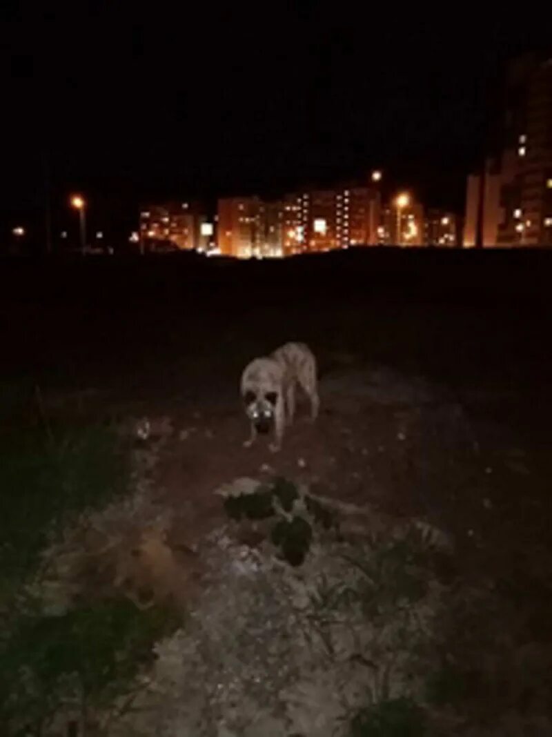 Ночью собака бегает. Собака ночью. ночь пса.