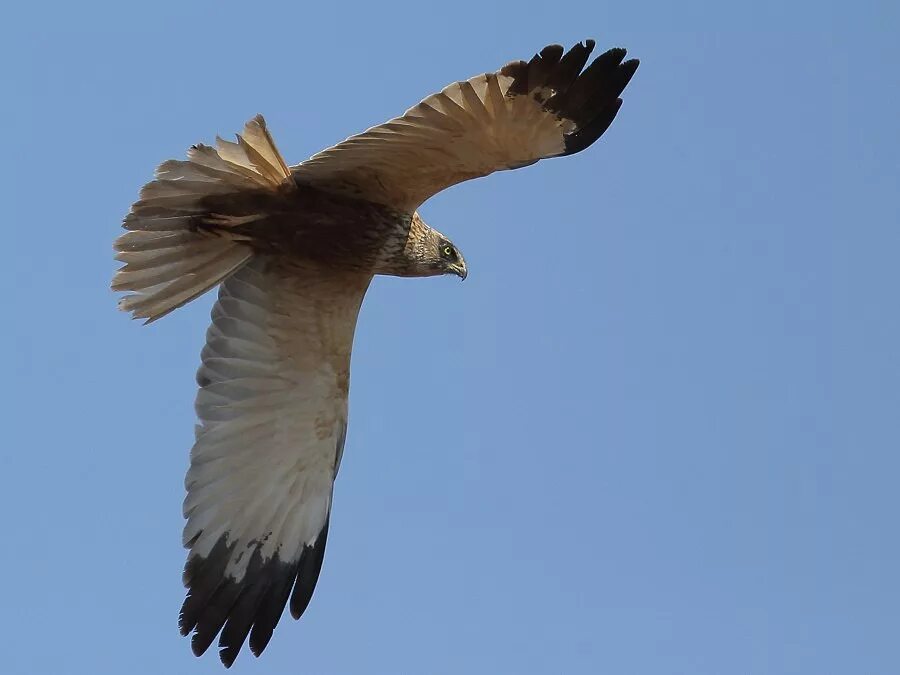 Ястреб в башкирии. Черногрудый канюковый коршун. Сокол в чувашии. Орел змееяд. Канюк птица в чувашии.