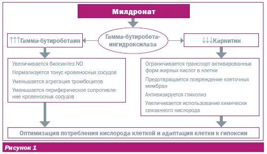 Милдронат механизм действия. Милдронат действие на организм. Мельдоний действие. Механизм действия милдроната. Механизм действия мельдония схема.