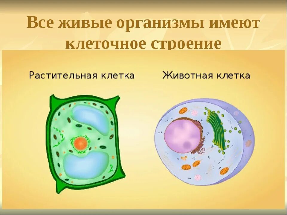 Живые организмы имеют клеточное строение. Растительная клетка. Клетка растений и животных. Животная b hfcnbbntkmyfz клетка. Растительная и животная КЛТЕК.