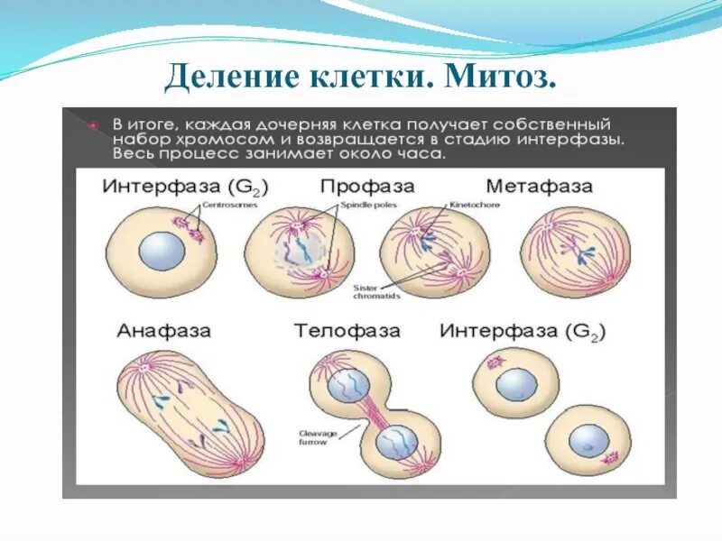 Онтогенез деление митоза. Деление клетки митоз вопросы обобщение. Деление клетки онтогенез