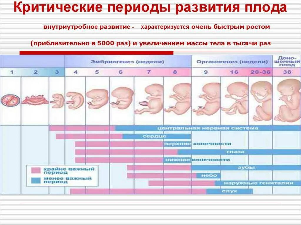 Период развития эмбриона и плода по неделям. Критические периоды беременности триместры беременности. Формирование плода по неделям беременности 1 триместр. Внутриутробное развитие плода по неделям 1 триместр. Первые недели использования