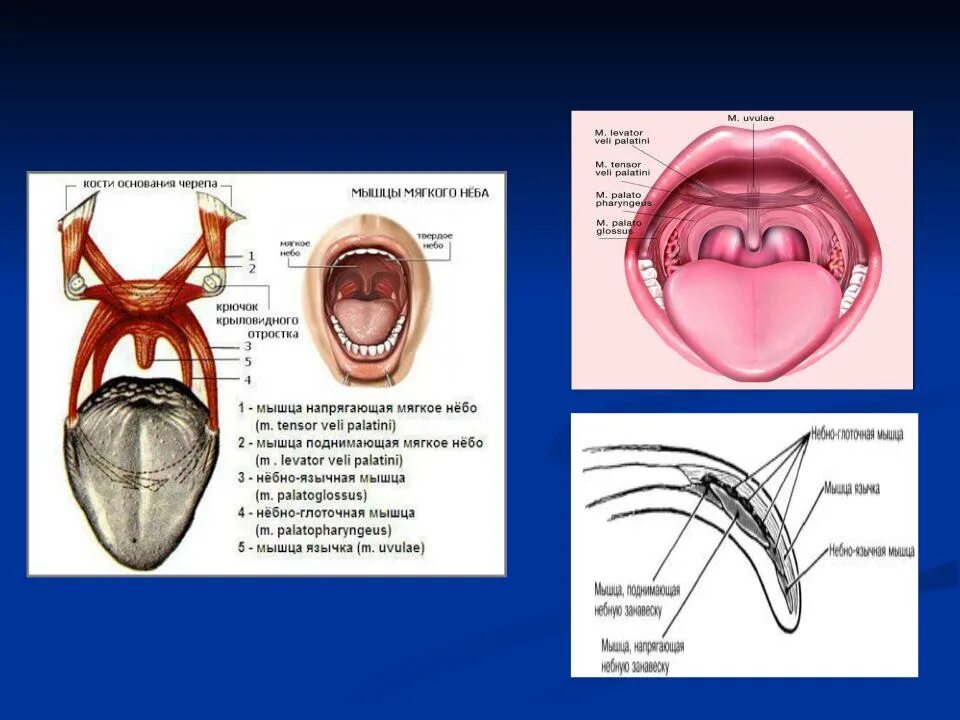 Поднятие мягкого неба. Мышца напрягающая мягкое небо. Мышца поднимающая мягкое небо.