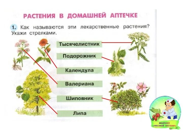 Лекарственные травы в домашней аптечке. Пасоение в домашней аптечке. Растения в домашней аптечке. Растение в домашний аптечьки. Растения в домашней аптечке 2