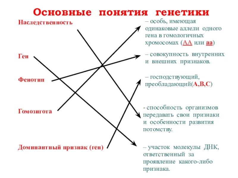 Основные понятия генетики. Генетика основные понятия. Основные генетические понятия. Генетика основные термины.