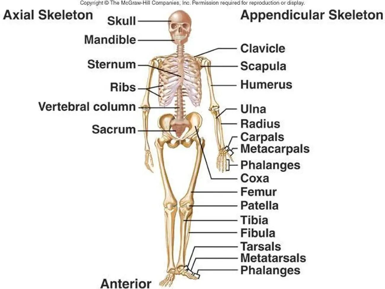 Человек латинское название. Кости человека на английском. Скелет человека. Строение скелета на латыни. Название костей на латыни.
